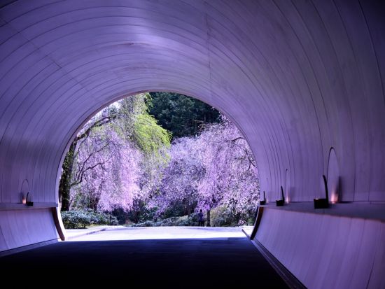 金沢発着日帰りバスツアー 桜絶景美術館めぐり MIHO MUSEUMと彦根近江牛ランチ＜春限定／滋賀＞