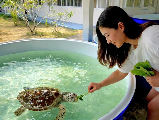 Turtle 01 1200 pixel