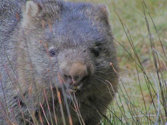 TTL Wombat in grass