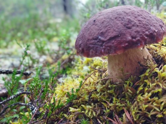 ベリー＆キノコ狩りと焚き火スープ作り体験 ＜昼食付き／英語ドライバーガイド／ロヴァニエミ発＞