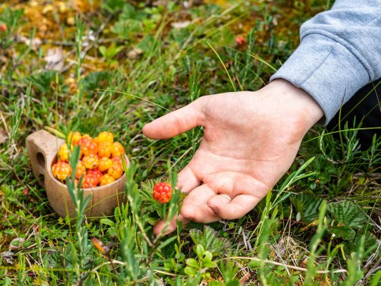 ベリー＆キノコ狩りと焚き火スープ作り体験 ＜昼食付き／英語ドライバーガイド／ロヴァニエミ発＞