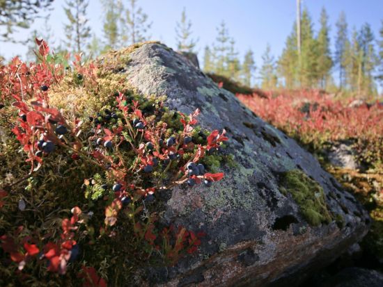 ベリー＆キノコ狩りと焚き火スープ作り体験 ＜昼食付き／英語ドライバーガイド／ロヴァニエミ発＞