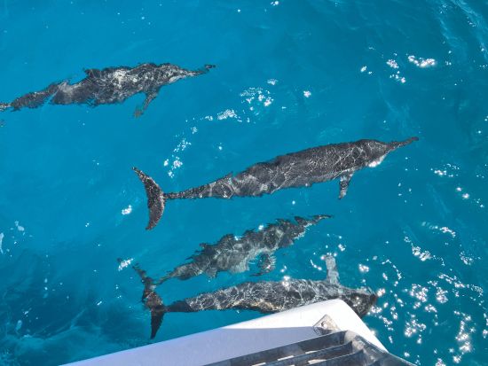 スターサンドビーチクラブ　イルカウォッチング＋ビーチ＋BBQプラン＜午前or午後発／送迎付＞