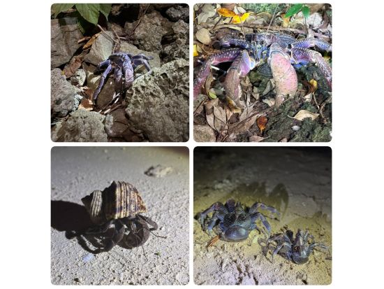 【1組貸切】ヤシガニ＆星空ナイトツアー 巨大ヤシガニ探索と満天の星空体験＜石垣島＞