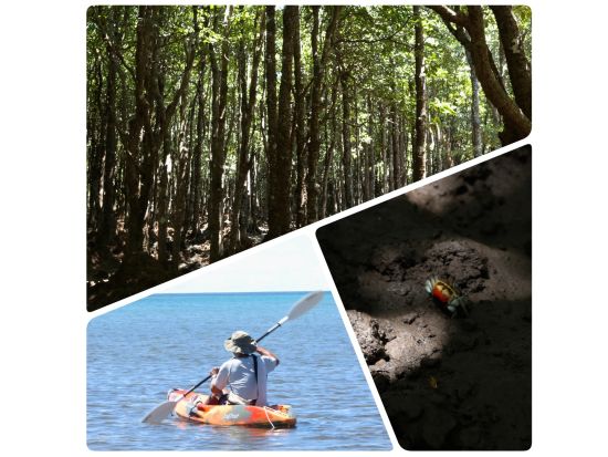 【1組貸切】吹通川マングローブカヤックツアー 高画質4K写真を無料プレゼント！＜石垣島／約2時間＞