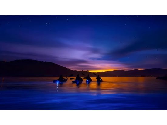 test-bioluminescence-1-1