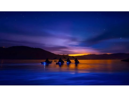 4泊5日ソノマバレーワイナリーツアー　ハイドラン・メダリー＆カポ・クリーク・ワイナリー＜6～10月／英語ガイド＞