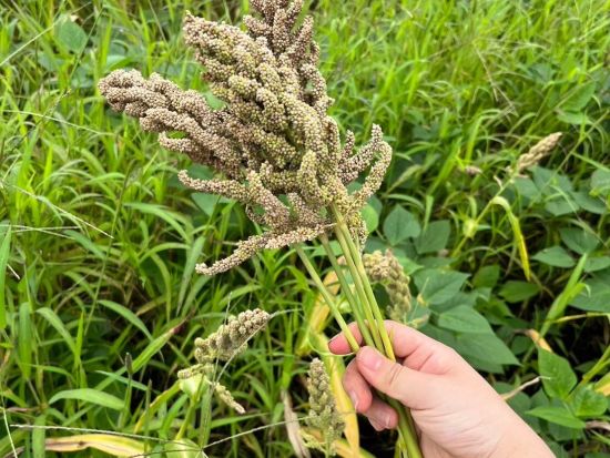 畑から食卓へ 生命を感じる雑穀体験　畑訪問と雑穀料理づくり＜4時間半／昼食付／五ヶ瀬町＞ by 自然屋かわじん