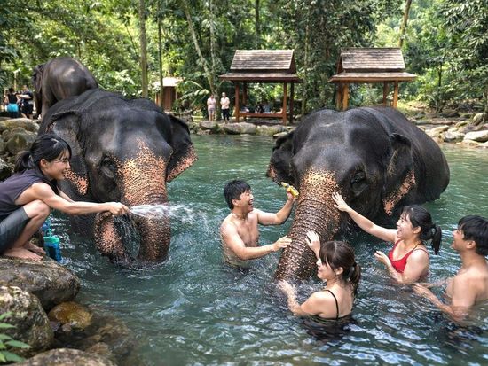 Elephant bath fun in jungle paradise.