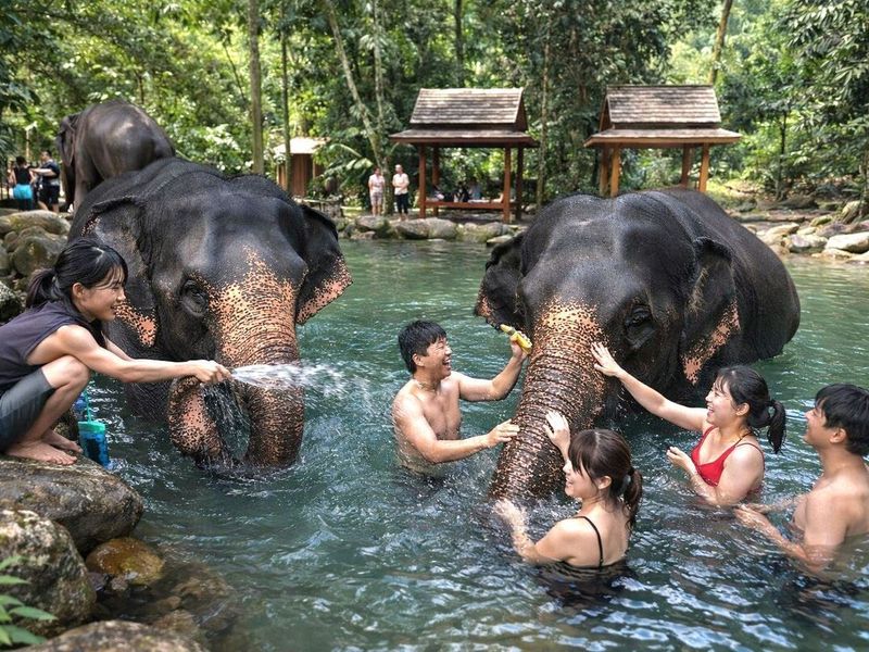 Elephant bath fun in jungle paradise.