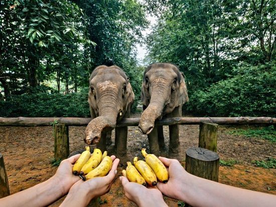 Feeding gentle giants in the green jungle.