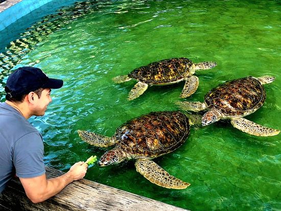 Close encounter with gentle sea turtles.