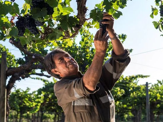 vina-santa-rita-desde-santiago_2