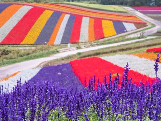 Japan_Hokkaido_Biei_Shikisai no Oka_Flower Fields_shutterstock_720243751