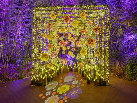 かぐや姫の光る庭 月に咲く光の桜 月夜に広がる幻想竹あかり体験＜夜／サクラマチガーデン＞