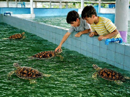 Ocean friends swimming free and calm.