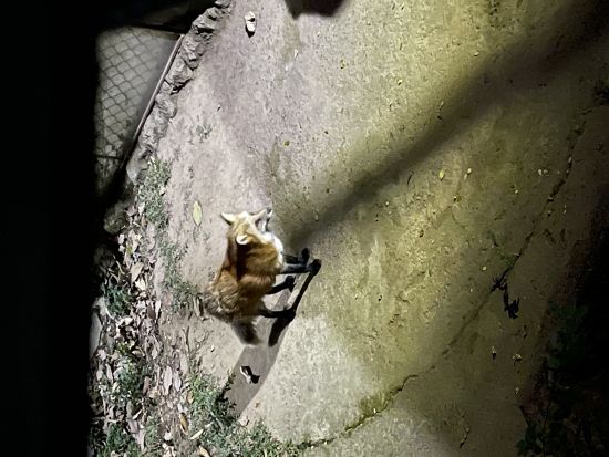 【土曜限定】ホーチミン夜観光の新定番！ シクロ体験＆夜のサイゴン動物園ツアー