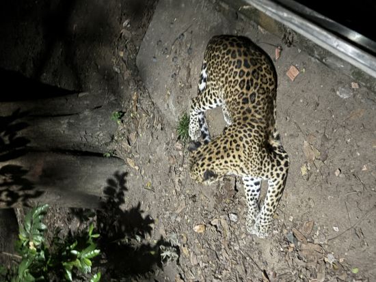 【土曜限定】ホーチミン夜観光の新定番！ シクロ体験＆夜のサイゴン動物園ツアー