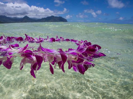 海洋散骨プライベートクルーズ　セレンディピティ号　ワイキキ沖で特別なお見送り＜1～12名／ワイキキ送迎／ケワロ湾発＞
