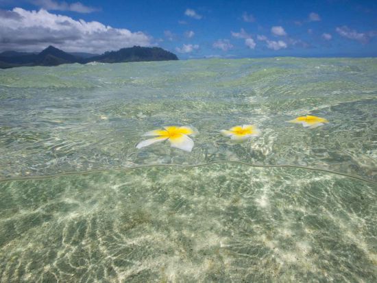 海洋散骨プライベートクルーズ　セレンディピティ号　ワイキキ沖で特別なお見送り＜1～12名／ワイキキ送迎／ケワロ湾発＞