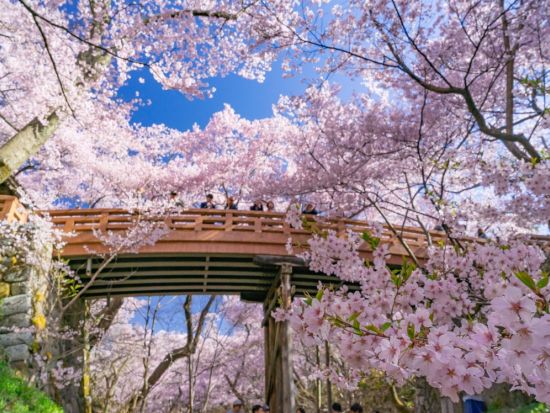 名古屋発日帰りバスツアー　恵那峡クルーズと高遠城址公園の桜絶景を満喫 春限定お花見旅＜4月＞