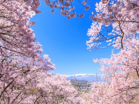 名古屋発日帰りバスツアー　恵那峡クルーズと高遠城址公園の桜絶景を満喫 春限定お花見旅＜4月＞