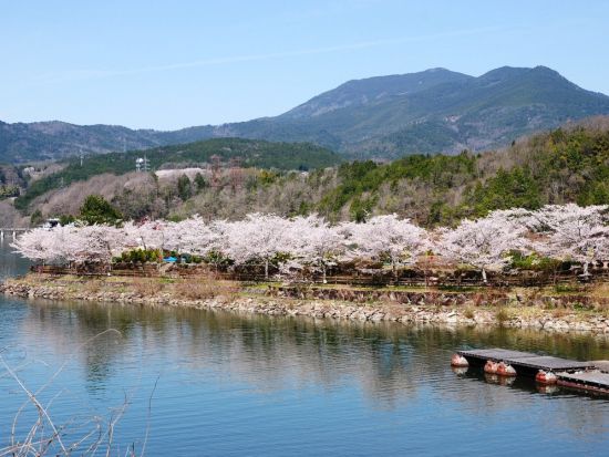 名古屋発日帰りバスツアー　恵那峡クルーズと高遠城址公園の桜絶景を満喫 春限定お花見旅＜4月＞