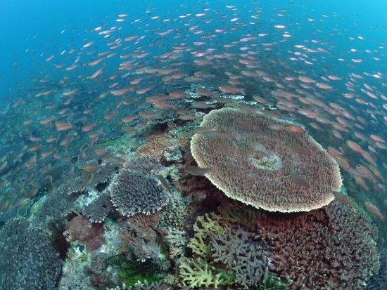 竜串観光汽船 グラスボート 乗船Eチケット 揺れにくい大型船で楽しむ海底散歩＜30分／土佐＞