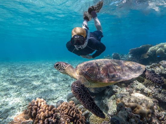Snorkeller-and-Turtle-Cairns-Snorkel-Tour