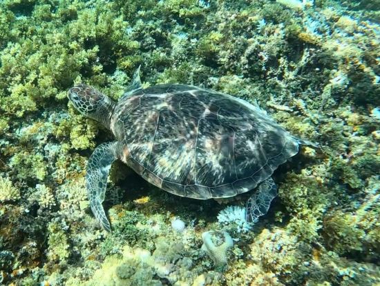 西表島ツーリングSUPツアー 世界自然遺産マングローブから海まで貸切SUP体験＜竹富町観光案内人条例認定店／大原港・島内ホテル無料送迎／西表島＞