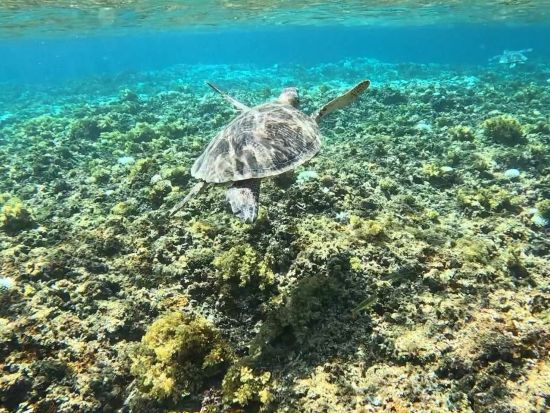 西表島ツーリングSUPツアー 世界自然遺産マングローブから海まで貸切SUP体験＜竹富町観光案内人条例認定店／大原港・島内ホテル無料送迎／西表島＞