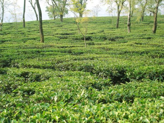 【4～10月限定】世界遺産ダージリン鉄道・ヒマラヤ展望3泊4日プライベートツアー＜日本語ガイド／インド国内線航空券・宿泊付／デリー発着＞