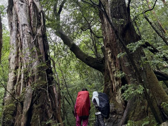 【充実の登山装備レンタル付き】屋久島 宮之浦岳～縄文杉縦走2日間ツアー 宿泊先から登山口まで送迎付き＜4～11月＞ by Yamakara屋久島
