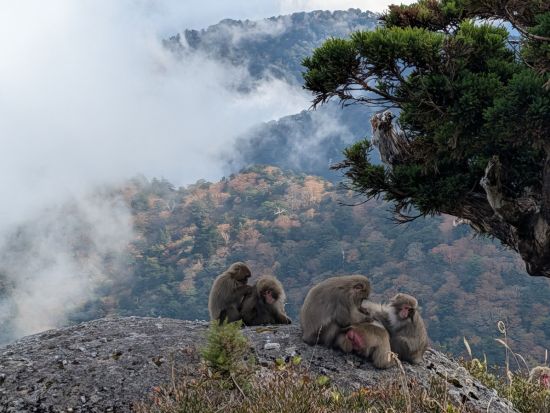 【充実の登山装備レンタル付き】屋久島 宮之浦岳～縄文杉縦走2日間ツアー 宿泊先から登山口まで送迎付き＜4～11月＞ by Yamakara屋久島
