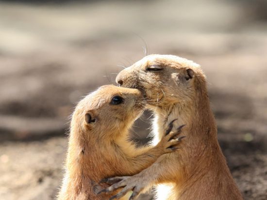 バリズー 入場券＋動物達を見ながらのランチ付き / 象さんと泥んこ遊びプラン有り＜午前～午後／英語／ホテル往復送迎付／昼食付＞