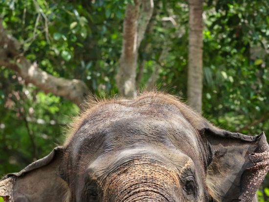 バリズー 入場券＋動物達を見ながらのランチ付き / 象さんと泥んこ遊びプラン有り＜午前～午後／英語／ホテル往復送迎付／昼食付＞