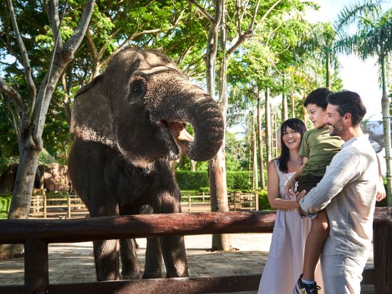 バリズー 入場券＋動物達を見ながらのランチ付き / 象さんと泥んこ遊びプラン有り＜午前～午後／英語／ホテル往復送迎付／昼食付＞