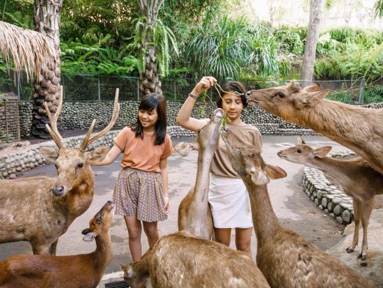 バリズー 入場券＋動物達を見ながらのランチ付き / 象さんと泥んこ遊びプラン有り＜午前～午後／英語／ホテル往復送迎付／昼食付＞