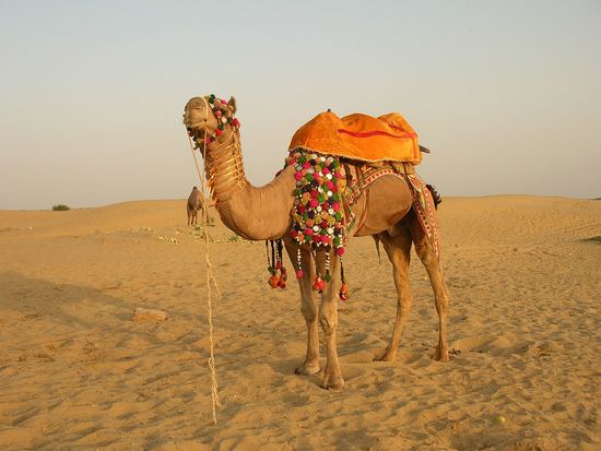Sam%20Sand%20&%20%20Camel%20(5)