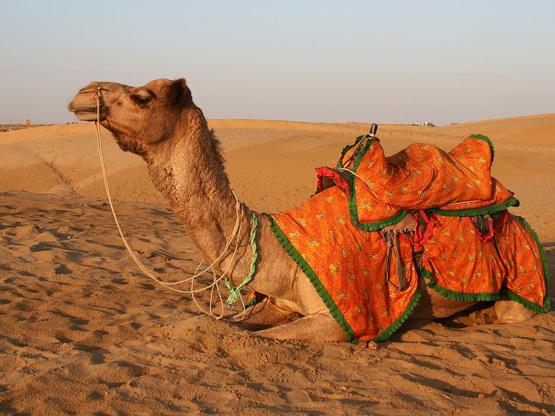 Sam%20Sand%20&%20%20Camel%20(6)