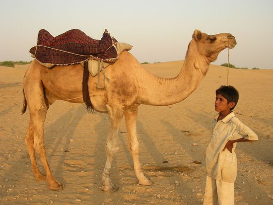 Sam%20Sand%20&%20%20Camel%20(4)