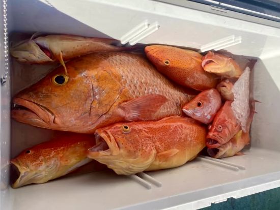 石垣島 海釣り体験ツアー 釣り道具レンタル付き 半日コースまたは大物チャレンジ1日コースで満喫＜初心者OK／送迎あり／石垣島＞