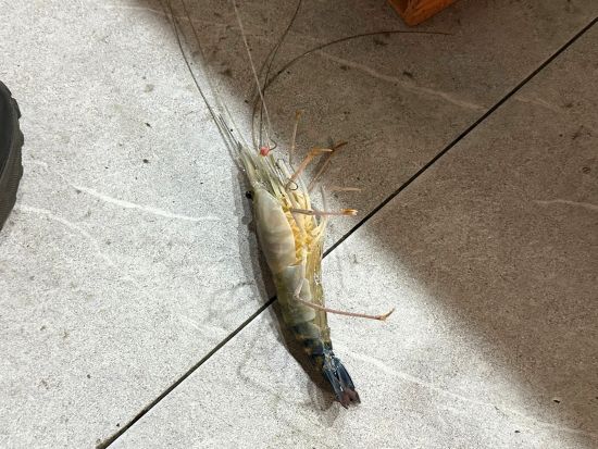 ホーチミン エビ釣り体験ツアー　巨大オニテナガエビを釣ってその場で実食！ ＜午前または午後／日本語ガイド＞