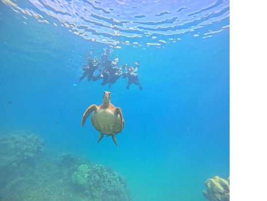 ハナウマ湾シュノーケリング　初心者OK! 日本語インストラクターのレッスン付き少人数制ツアー　器材持込みでお得なプランあり＜半日／水中写真付き＞