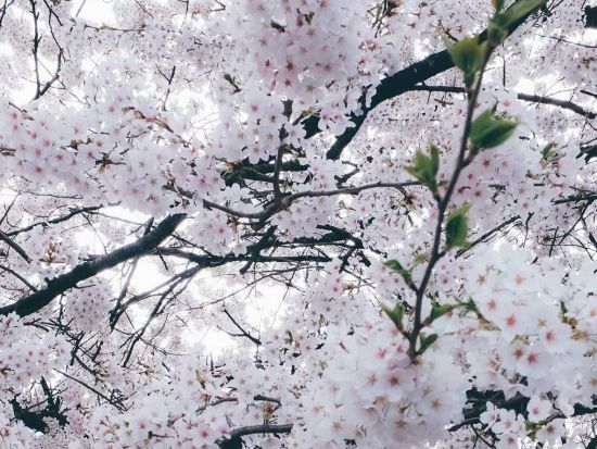 世界遺産白川郷・金沢・高山宿泊付きバスツアー 白川郷の合掌集落×飛騨高山×金沢名園一度で三度美味しい！北陸昇龍道の珠玉三都市を効率よく巡る