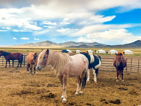 モンゴル遊牧民家庭ホームステイツアーの写真2