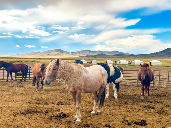モンゴル遊牧民家庭ホームステイツアー