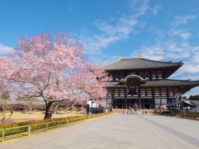 Japan_Nara_Todai-ji_Cherry blossom_sakura_shutterstock_424460758