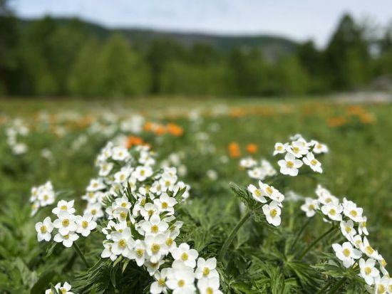 【4泊5日・6～8月限定】テレルジ国立公園＆フラワーハイキング＆2回の星空観察＆モンゴル文化体験＜食事付き／日本語ガイド／チンギスハーン国際空港発着＞