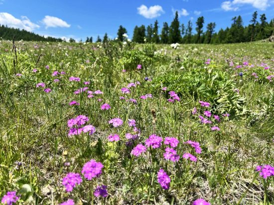 【3泊4日・6～8月限定】テレルジ国立公園＆フラワーハイキング＆星空観察＆モンゴル文化体験＜食事付き／日本語ガイド／チンギスハーン国際空港発着＞